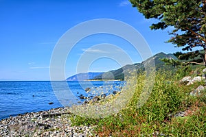 Water pepper Persicaria hydropiper of Lake Baikal