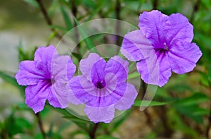 Water petunia