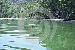 Water Pila photo