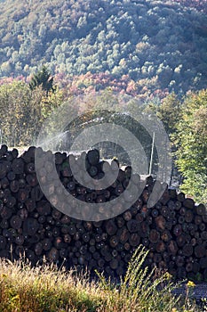 Water pile of logs