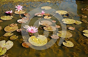 Water pink lillies floating in a pond