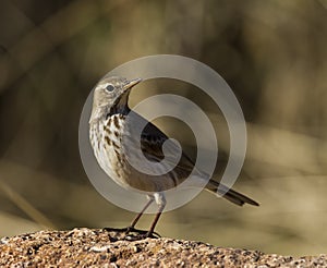 Water Pipit