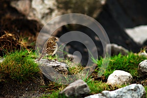 Water pipit