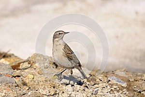 Water Pipit, Anthus spinoletta