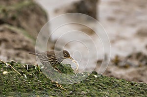 Water Pipit with fish