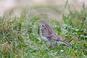 Water Pipit in grass