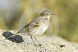 Water pipit in natural habitat - close up / Anthus spinoletta