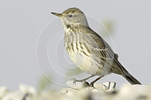 Water pipit in natural habitat - close up / Anthus spinoletta