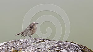 Water Pipit on Rock