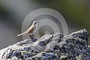 Water Pipit on the rock.