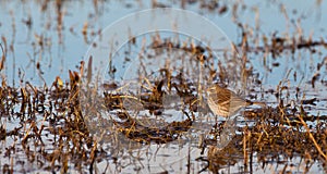 A Water pipit in itÂ´s habitat