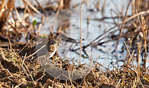 A Water Pipit during winter