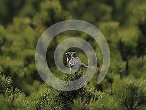 Water Pipits in the engagement flight