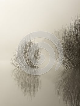 Water plant and brush on foggy morning