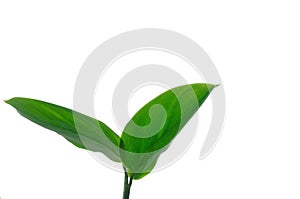 Water plant leaves with branches on white isolated background for green foliage backdrop