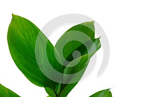 Water plant leaves with branches on white isolated background for green foliage backdrop