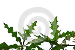 Water plant leaves with branches on white isolated background for green foliage backdrop