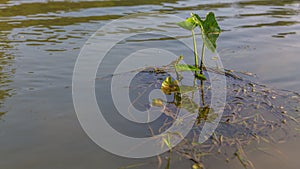 Water plant on the river in Chitwan, Nepal.
