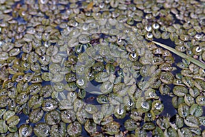 The water plant Salvinia auriculata grows in rice fields