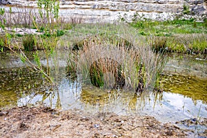 Water plant in a small pond