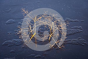 Water Plantain and Ice Giethoorn