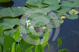 Water plants