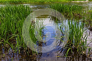 Water plants corn dog grass beside the river. Typha latifolia is also known as reed flower bulrush