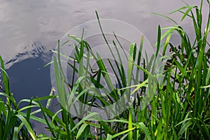 Water plants corn dog grass beside the river. Typha latifolia is also known as reed flower bulrush