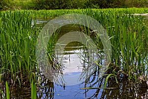 Water plants corn dog grass beside the river. Typha latifolia is also known as reed flower bulrush