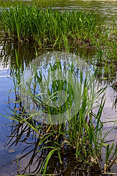 Water plants corn dog grass beside the river. Typha latifolia is also known as reed flower bulrush