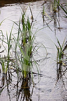 Water plants corn dog grass beside the river. Typha latifolia is also known as reed flower bulrush