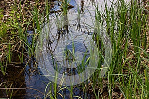 Water plants corn dog grass beside the river. Typha latifolia is also known as reed flower bulrush