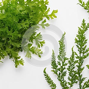 water plants, isolated in front of a white background, AI generated