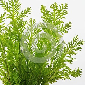 water plants, isolated in front of a white background, AI generated