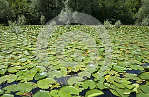 Water plants in Lake Skader Montenegro