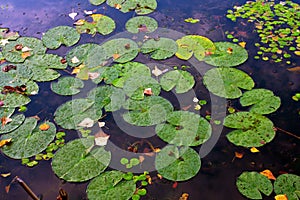 Water plants leafs on water