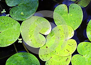 Water plants leafs on water