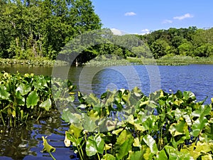 Water plants and lily pads near Folley Pond, Banning Park, Delaware, U.S.A