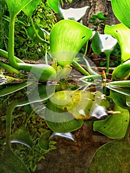 water plants namely water hyacinth