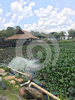 Water plants at ORTO near Lower Seletar Reservoir Park photo