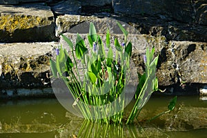 Water Plants - Platt Gardens Park