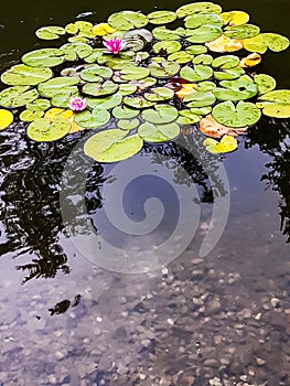 water plants on the pond lilies are blooming