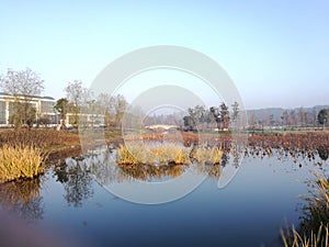 Water plants reflecting on the peaceful water with blue sky