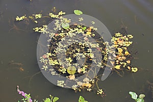 water plants in a river in blain - france