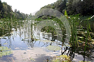 Water-plants on slough