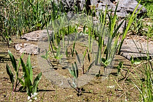 Water plants in the swamp