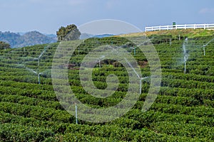 water the plants in tea plantation