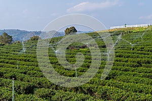 water the plants in tea plantation