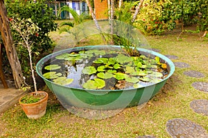 Water plants in a tropical pond