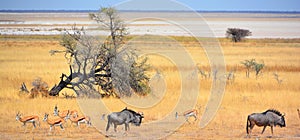 Water point gnu or wildebeest or wildebai and Thomson gazelle